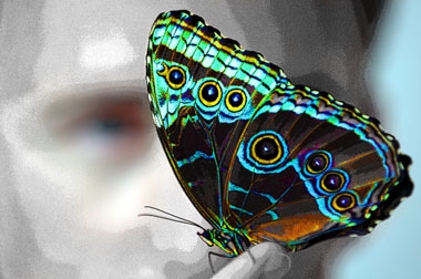 دنیای رنگ ها در بال پروانه