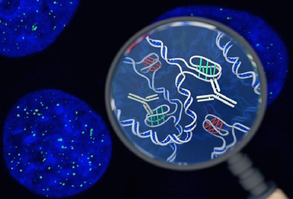 شناسایی یک ساختار جدید دی ان ای در سلول انسان
